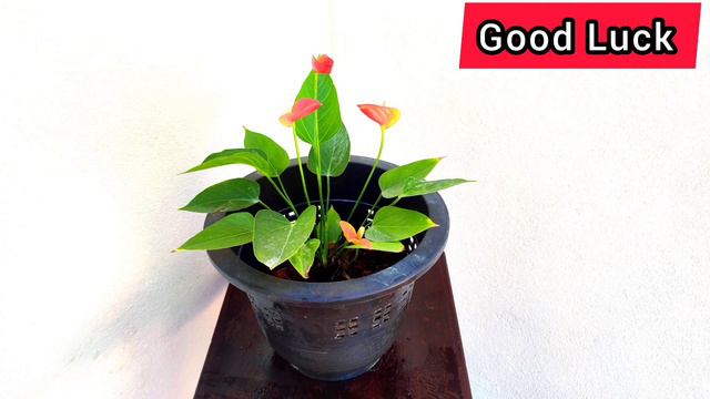 🌹👉Only RS 450.00...anthurium seedlings for sale ☎️0763291111 смотреть онлайн