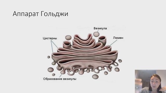 Комплекс гольджи можно распознать по