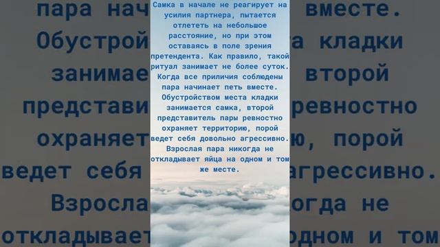 Лазоревка  Птица года 2022