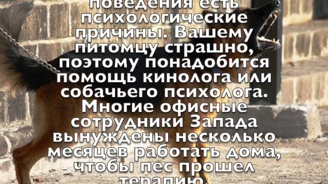 Бут Дмитрий Сергеевич рассказывает, как отучить собаку лаять смотреть онлайн