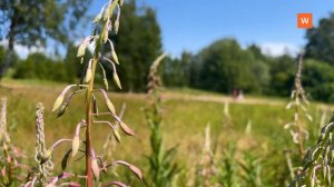 Видеозарисовка «Лето»