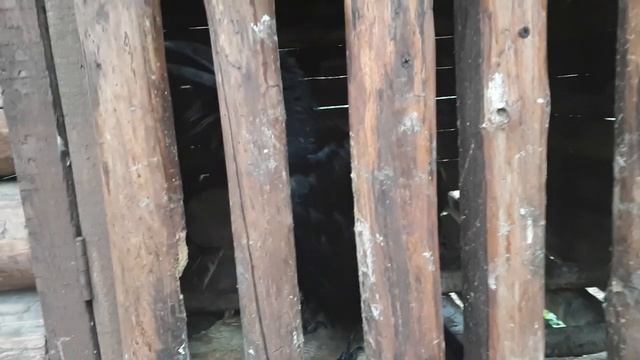 Знакомство с вороном который говорит / Говорящий ворон / Особо опасная птица смотреть онлайн