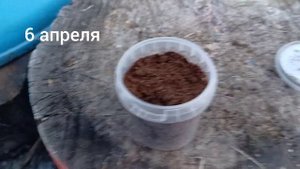 Выращиваю кедры (кедровый стланник)