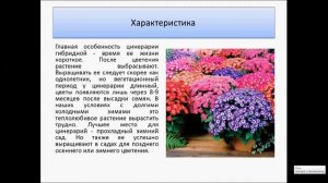 Цинерария гибридная