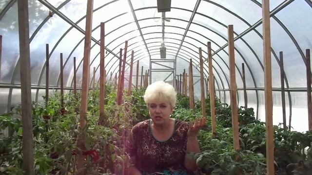 КАК ПОЛИВАТЬ ТОМАТЫ? Ольга Чернова.