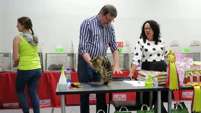 Британский котенок на выставке. Оценивает Knelangen Carl-Hein. Кошечка продается! смотреть онлайн