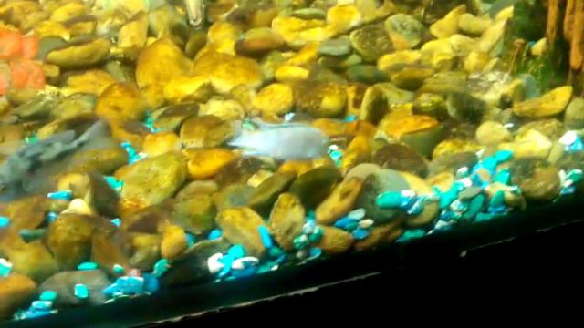 Рыбы смотреть онлайн