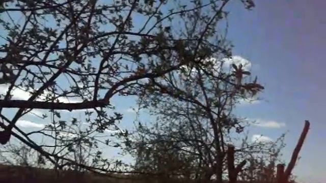 Черёмуха и одуванчик, а больше не цветёт ни чего. смотреть онлайн