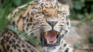 агрессивное шипение и рычание леопарда #рыклеопард
