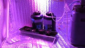 1.0 Помидоры (томаты) на гидропонике.