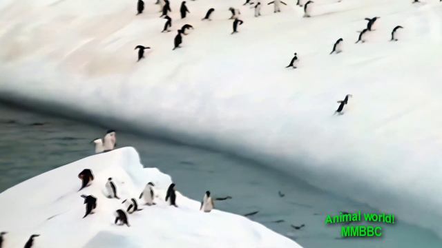 пингвины на айсберги penguins on icebergs