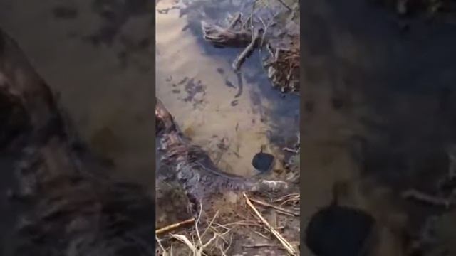 Жук плавунец с руку!!! смотреть онлайн