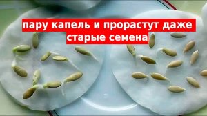 Семена прорастают за сутки. Быстрая всхожесть любых семян