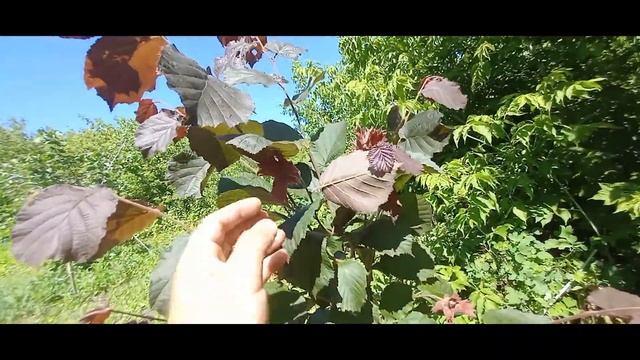 Фундук. Оставлять орешки на саженце или нет? смотреть онлайн