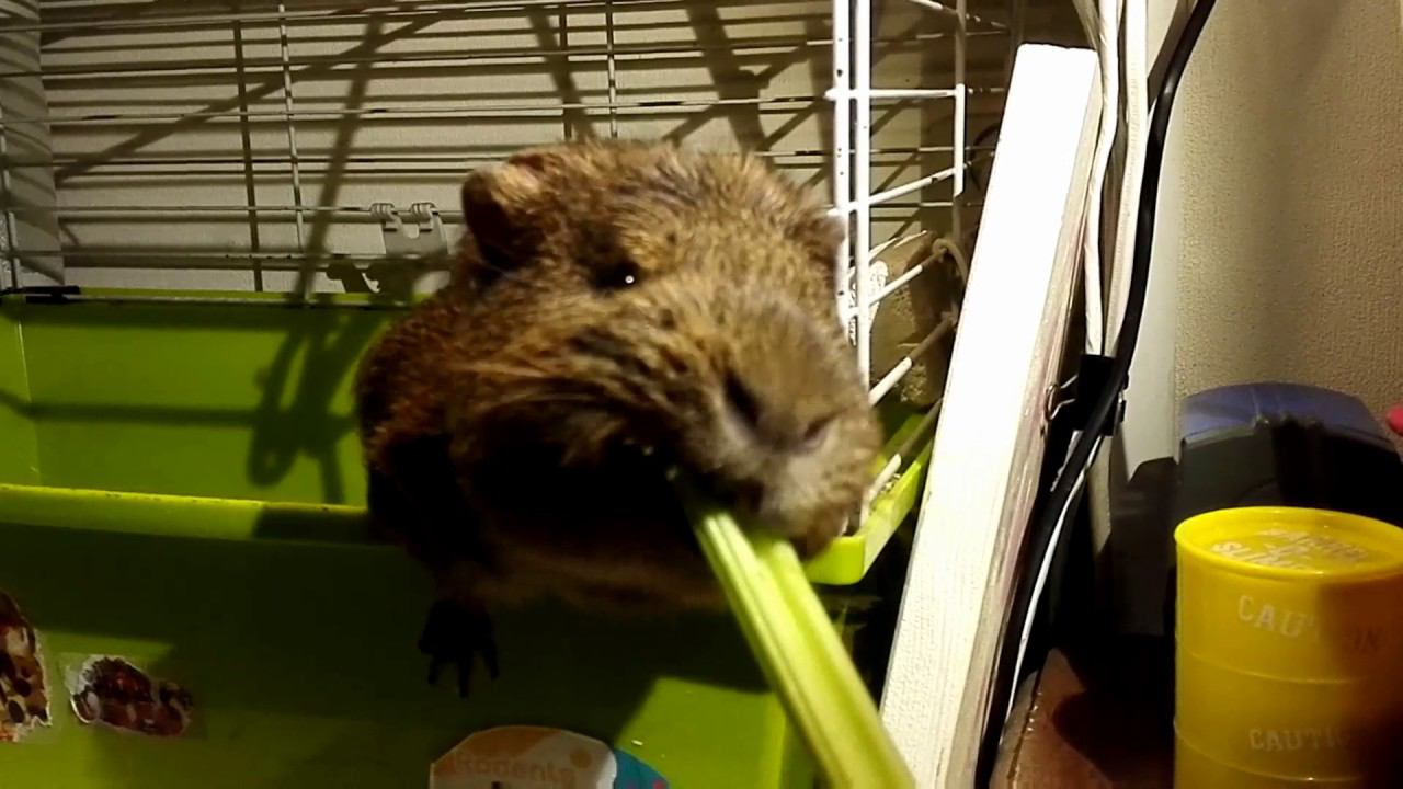 А я уважаю пирата... смотреть онлайн