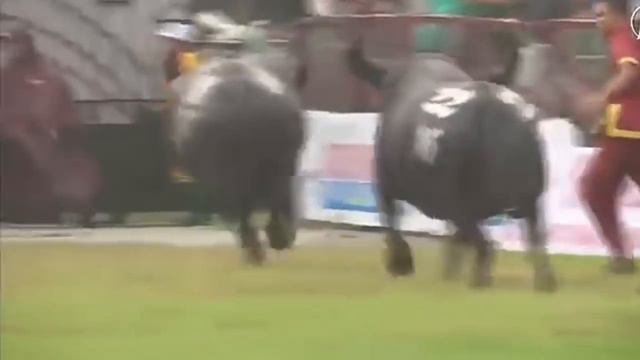 Бои буйволов во Вьетнаме.