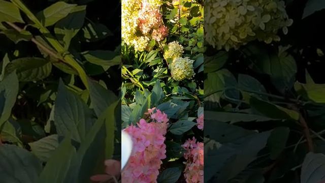 гортензии, мой метод подкисления