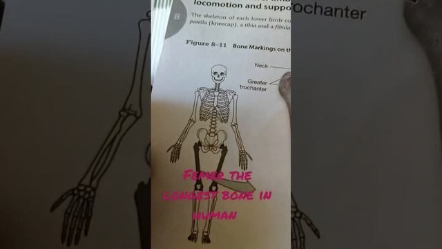 #physiotherapy #femur #shortsvideo #shortvideo смотреть онлайн