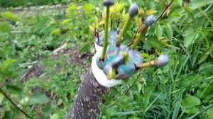 Three varieties of apricot on one tree. Три сорта абрикоса на одном дереве. Дерево-сад. Первый год.