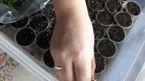 О Каллизии розовой и Аптении вариегатной...