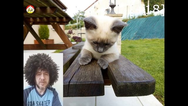 [+18] УЖАС КУЦАЯ КОШКА КОШКА БЕЗХВОСТАЯ КОШКА ящерица теряет хвост кошка теряет хвост смотреть онлайн