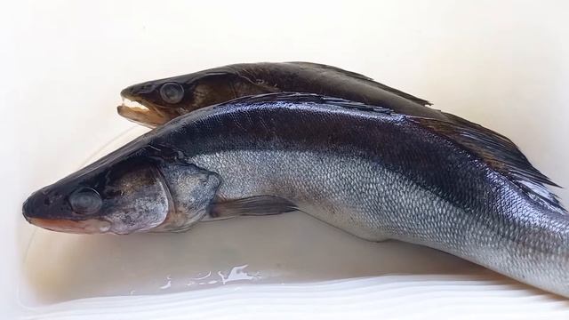 Коптим рыбу сами в переносной коптильне. Судак горячего копчения