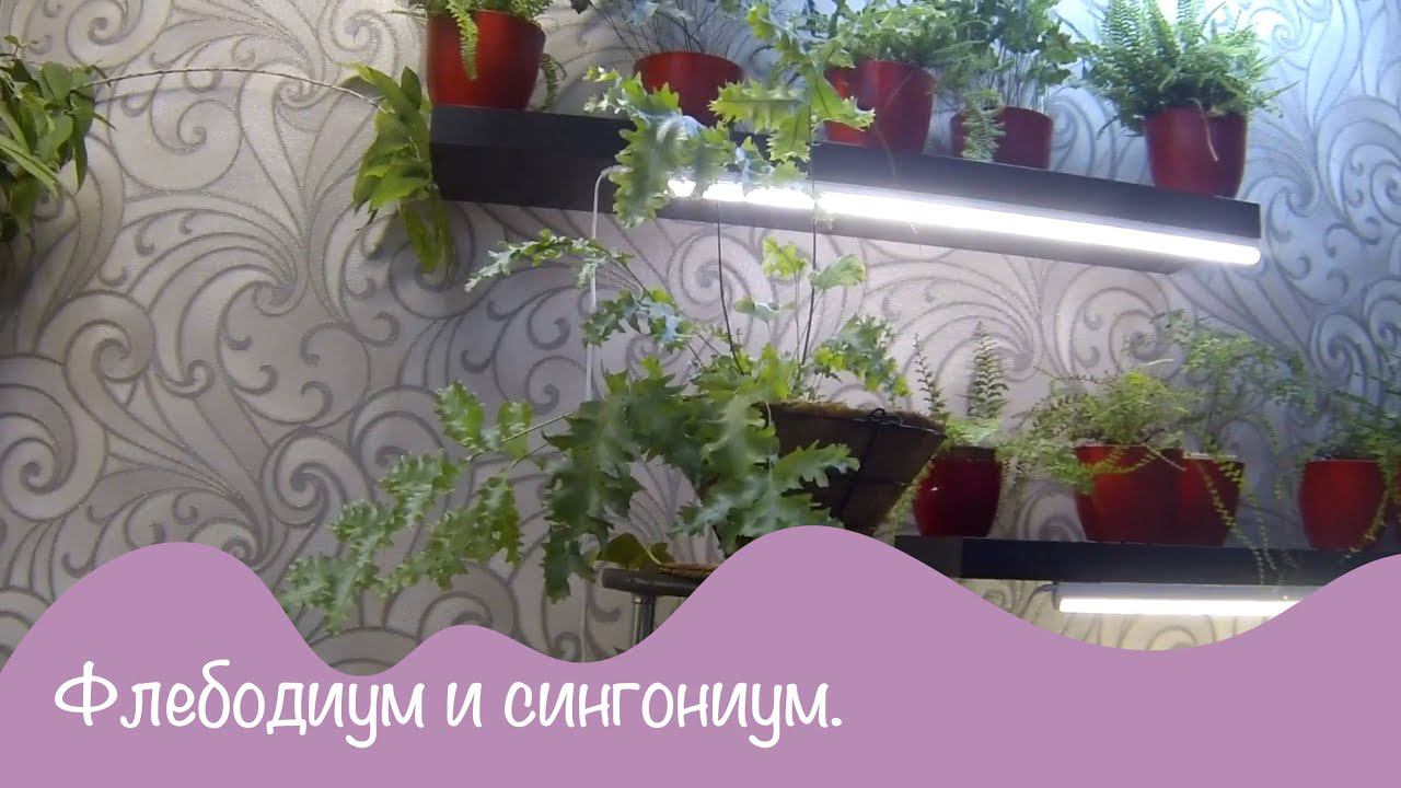 Цветы дома. Папоротник Флебодиум. Сингониумы. Пересадка и обзор.
