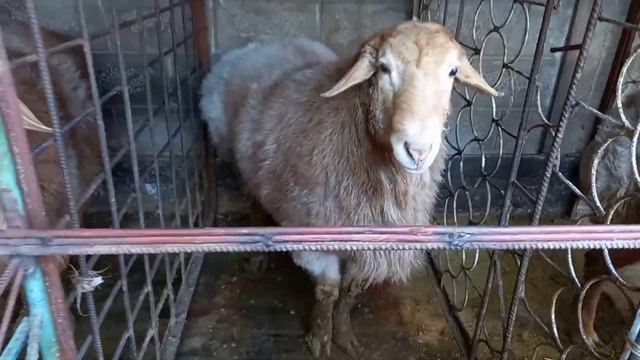 🙈Поидани Гусфанд Куй бокиш уй шароида