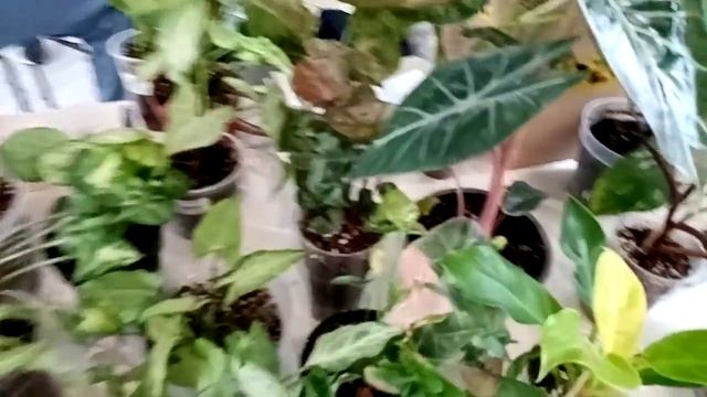 Краснодар, 28 октября. Цветы во весь экран. смотреть онлайн