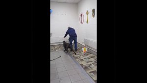 групповые занятия собак