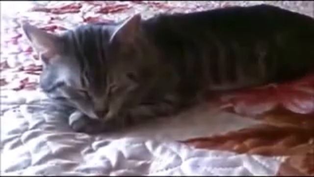 Коту Барсику приснилась "ЗВЁЗДНАЯ СТРАНА" из Маленького Принца смотреть онлайн