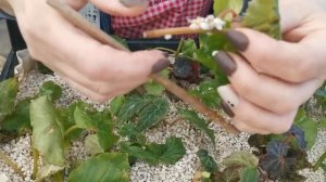 Стоит ли укоренять в перлите? Результаты черенкование пеларгонии и клубневой бегонии