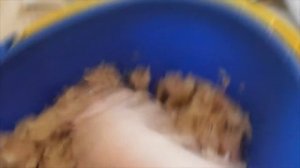 VLOG/Разбираюсь с уловом и дичью/Как отделить икру от пленки