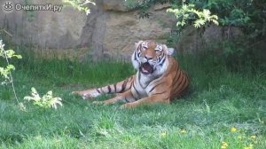 Как мяукают тигры