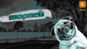 Шарпей: история, характеристики породы, фото щенков и советы по уходу