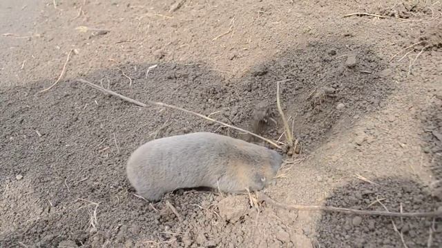 Как крот роет нору смотреть онлайн