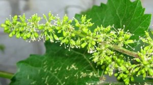 2. Строение виноградного куста, соцветий, формы гроздей и ягод винограда