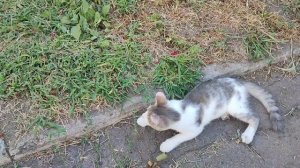 котенка вернули спустя сутки... (((