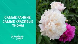 Самые ранние самые красивые пионы