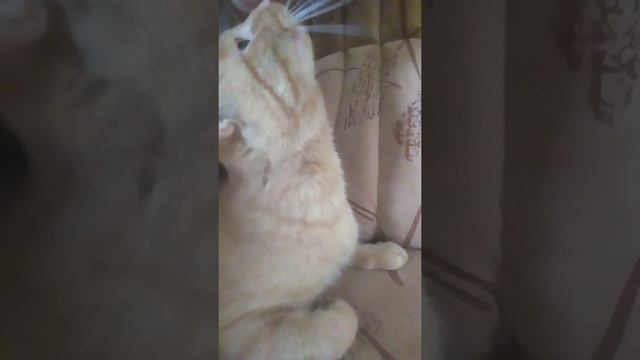 Гаглый кот укусил за нос смотреть онлайн