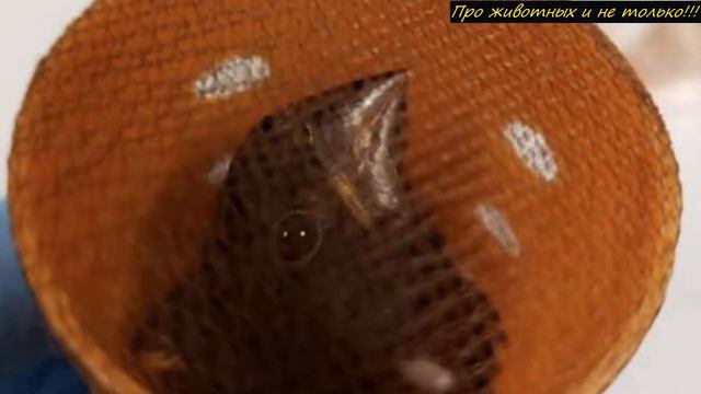 Когда сотрудники аэропорта открыли его сумку, то были в Ш0KE. То что находилось внутри... смотреть онлайн