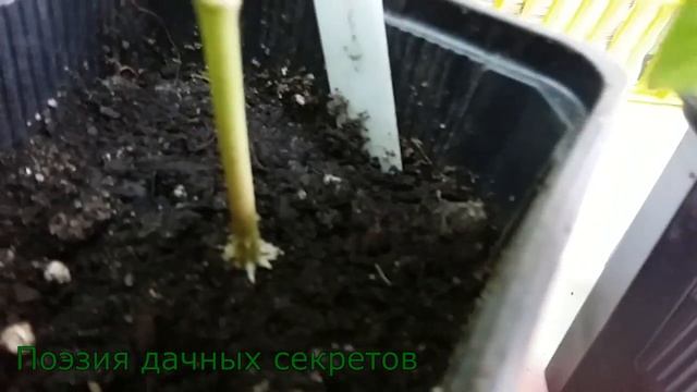 Перцы и баклажаны: корни надо заглублять!