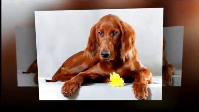 Собаки породы Ирландский сеттер! Irish Setter dog breed! смотреть онлайн