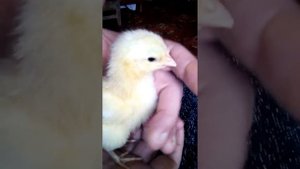 Определяем пол цыпленка