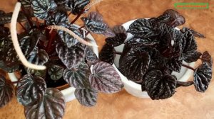 Порівняння Пеперомій ШУМИ РЕД та РЕД ЛУНА