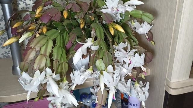 Комнатные Растения. Шлюмбергера Цветет. Уход. Зимовка Шлюмбергеры
