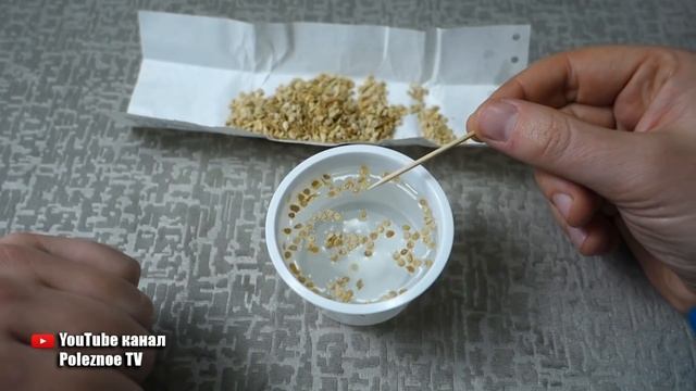 НУЖНО ЛИ ЗАМАЧИВАТЬ СЕМЕНА В ВОДЕ ПЕРЕД ПОСЕВОМ ИЛИ ЭТО ПУСТАЯ ТРАТА ВРЕМЕНИ смотреть онлайн