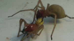 Ядовитые пауки в Воронежской области