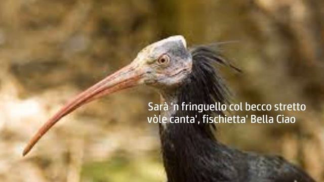 Bella Ciao del Fringuello - testo e voce Attilio Carducci смотреть онлайн
