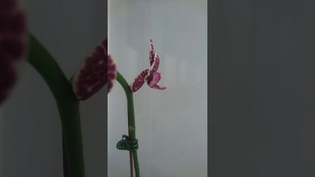 Орхидея фаленопсис Дикий кот / Phalaenopsis Lioulin Wild Cat